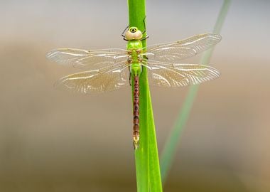 Green darner dragonfly