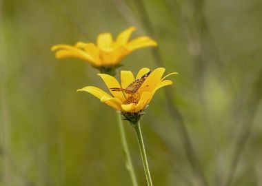 Butterfly on yellow flower