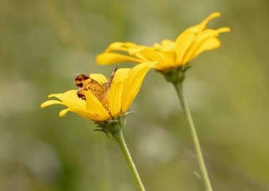 Fritillary butterfly hides