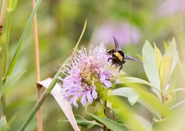 Bee on bee balm flower