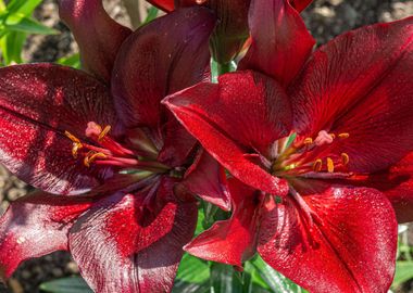 Dark red lily