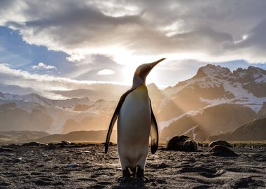 Penguin Looking Out