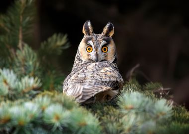 Owl