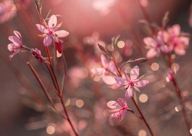 Pink flowers