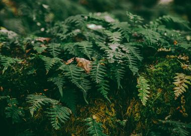 Little Ferns