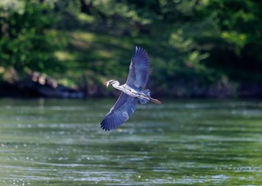 Heron and lunch