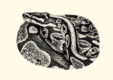 Python Snake Illustration