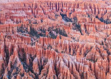 Bryce Canyon Hoodoos