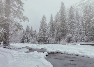 Snowy River in Forest