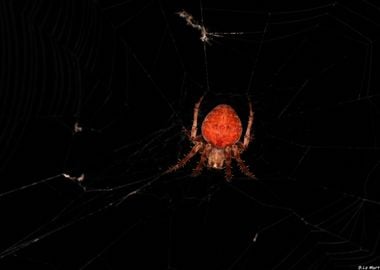 Red Spider in Web