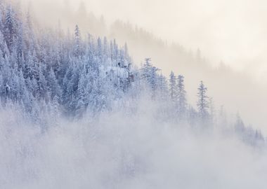 Snowy Forest in Fog