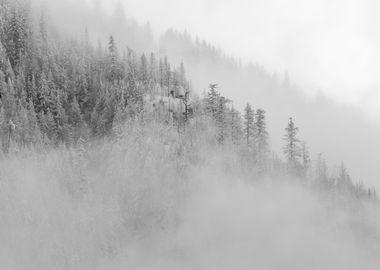 Foggy Winter Forest