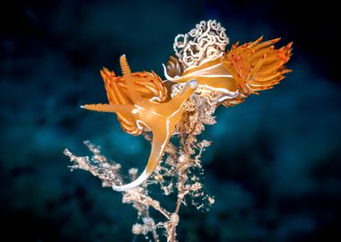 Nudibranch on Coral