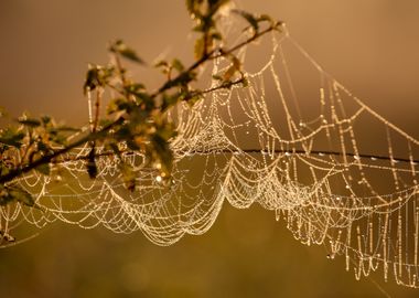 Dew-Covered Spiderweb