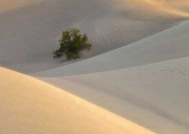 Lone Tree in Sand Dunes