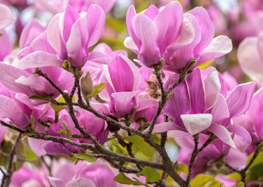 Pink Magnolia Blossoms