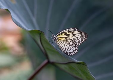 Black and White Butterfly on Leaf