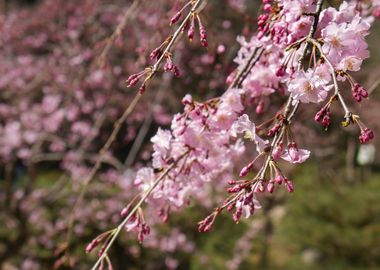 Pink Cherry Blossoms