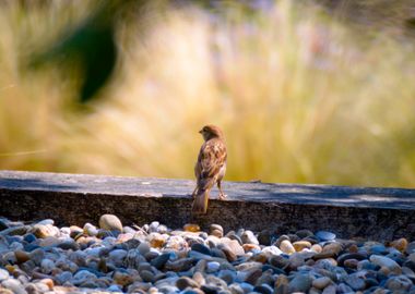 Sparrow on a Stone Path