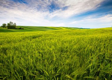 Green Field Landscape