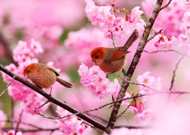 Birds on Cherry Blossom Branch