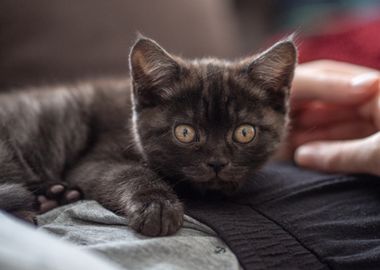 Black Kitten with Big Eyes