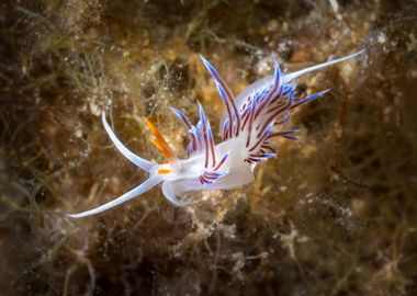 Nudibranch on Seaweed