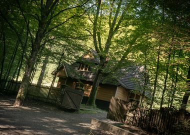 Wooden Cabin in Forest