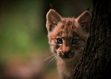 Lynx Kitten Portrait