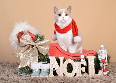 British Short Hair Cat in Santa Sleigh with Noel Sign