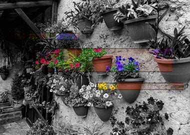 Colorful Flower Pots on Wall