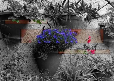 Blue Flowers in Pot