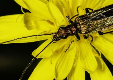 Beetle on Yellow Flower