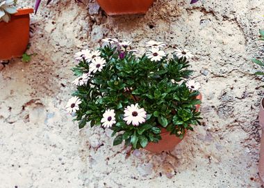 White Flowers in Pot