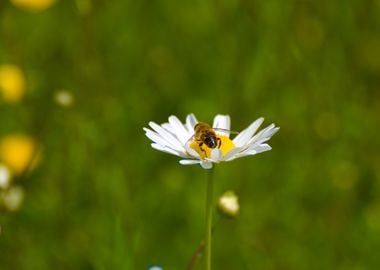 Bee on Daisy