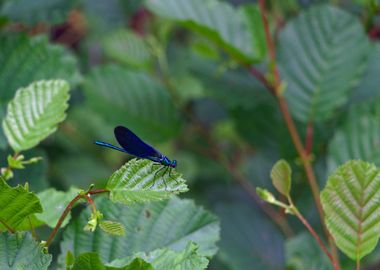 Blue Dragonfly on Leaf