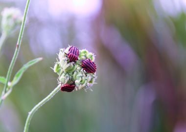 Red and Black Bugs on Plant