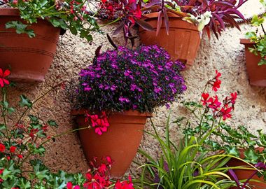 Purple and Red Flowers in Pots