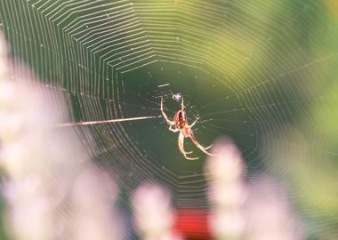 Spider in Web