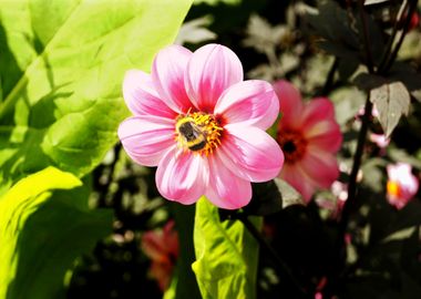 Bee on Pink Flower