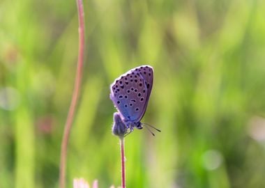 Blue Butterfly on a Stem