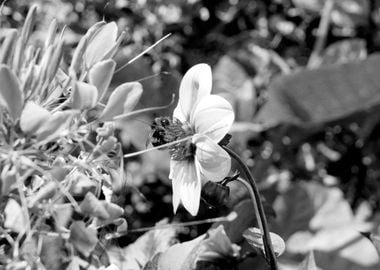 Bumble Bee 2 Black and White, Hinton Ampner, Summer 2023