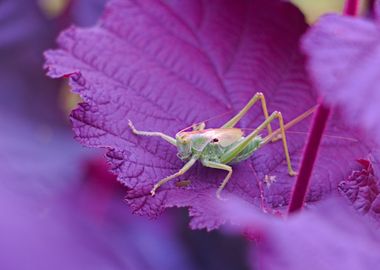 Green Cricket on Purple Leaf