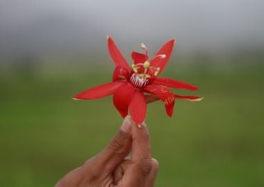 Red Passion Flower