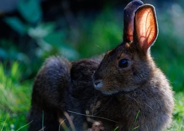 Brown Rabbit in Grass