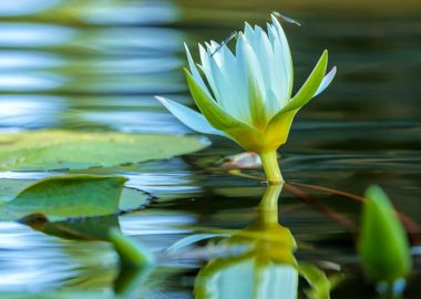 Water Lily and Damselfly