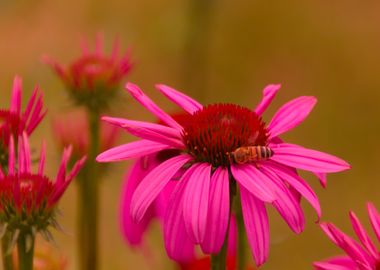 Bee on Pink Flower