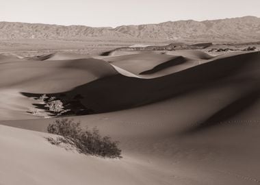 Desert Dunes Landscape