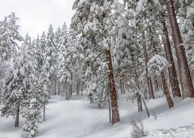 Snowy Forest Landscape