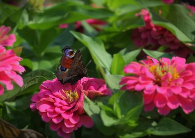 Butterfly on Pink Flower